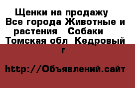 Щенки на продажу - Все города Животные и растения » Собаки   . Томская обл.,Кедровый г.